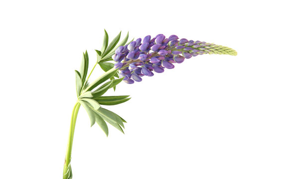 Blue lupine flower isolated on white background. Violet natural meadow wildflower  lupinus. 