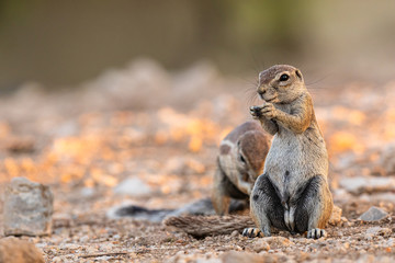 Kap-Borstenhörnchen (Xerus inauris)