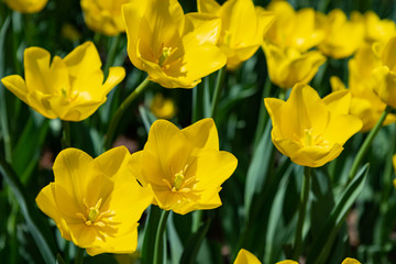 Obraz premium Yellow tulips bloom on a Sunny day in the Park on a background of green leaves