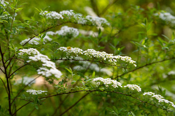 White flowers spirea branch for Wallpaper design. Background texture. White background design. Flower decorations. Festive background. Bright pastel background. The texture of the space.