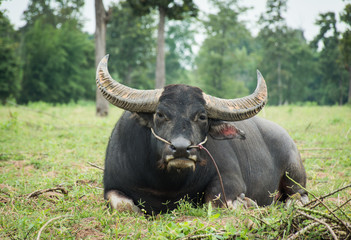 Buffalo eating grass in farmland,soft focus.