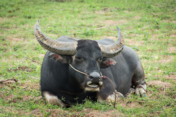 Buffalo eating grass in farmland,soft focus.