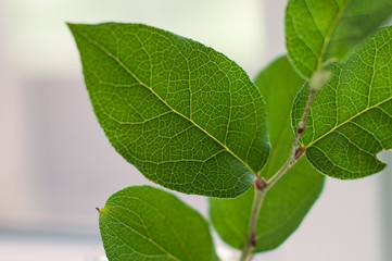Branch with large green fresh leaves, shot close-up