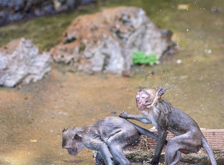Funny monky shakes himself after swimming in the pond,Thailand. 
