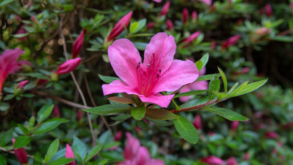 Fototapeta premium pink flower