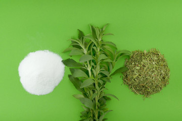 Stevia rebaudiana. Stevia fresh herb twigs, dry shredded stevia and white powder on a bright green...