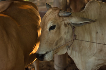 Portrait of cow stand in stall,soft focus.