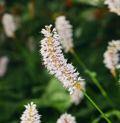 Selective focus of white flower 