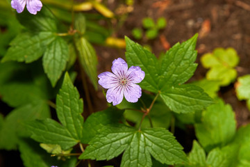 purple flower in the garden