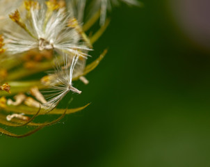 Dandelion seeds
