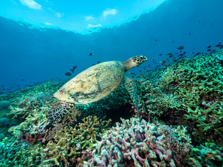 Naklejka premium Schildkröte