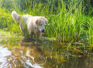 Retriever