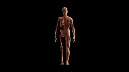 Bone Colored Half Muscle Ecorche and Skeletal System Anatomical Model Back View