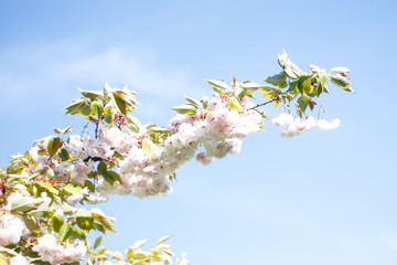 Beautiful view of amazing small japan style flowers in a countryside city home garden park.