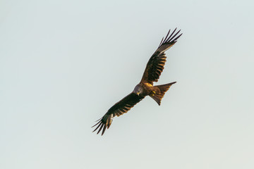 Red Kite (Milvus milvus)