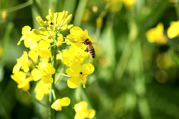 Biene im Rapsfeld