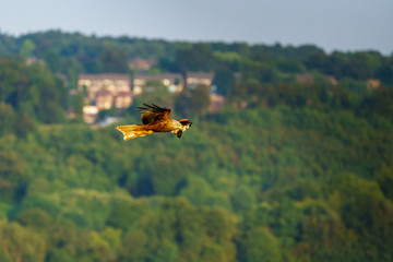 Red Kite (Milvus milvus)