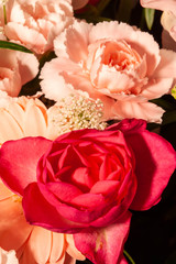 赤いバラとピンクのバラのマクロ撮影