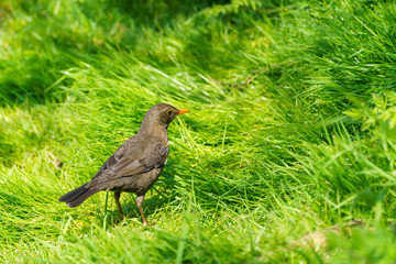 Blackbird (Turdus merula)