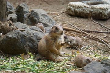 プレーリードッグ