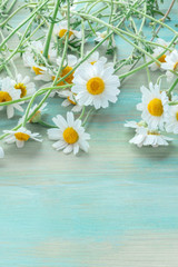 Obraz premium Chamomile flowers in bloom on a teal blue wooden background with copyspace