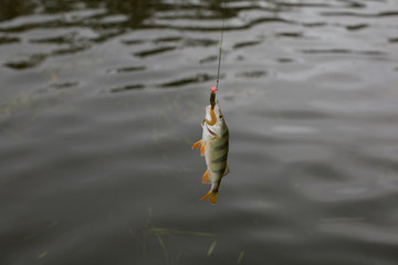 Fishing in the delta of the Volga River on the river Baklanya. The Astrakhan region. Russia. Caught...