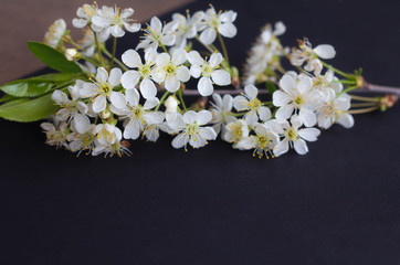 a branch of white delicate flowers on a black background, copy space, card
