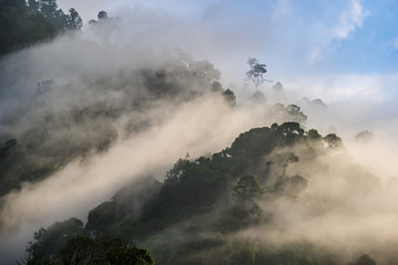Tropical rainforest and morning fog.