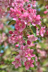 Floral spring background - blossoming apple tree branch with gentle pink petals