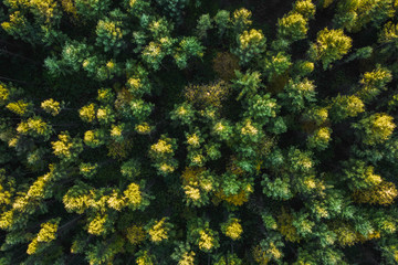 Top down view of a forest in autumn colors