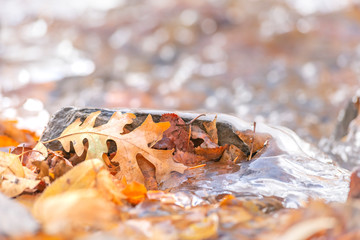 Close up of fallen brown leaves on a rocky terrain covered with frozen water