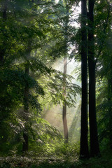 Mystic beech forest with sunbeams