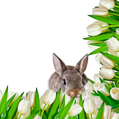  brown rabbit in tulips flowers isolated on a white background