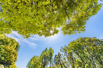 瑞々しい新緑の木