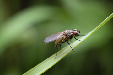 A little tiny fly on a green blade of grass in the garden. Macro photography of insects, selective focus, copy space.