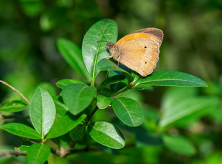 Meadow Brown Butterfly. Maniola jurtina. Profile.