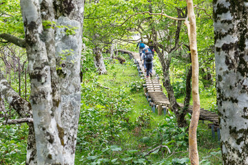 新緑の中の登山道
