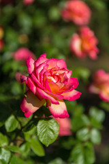 Outdoor spring red yellow rose, rose flowers, flower core close-up