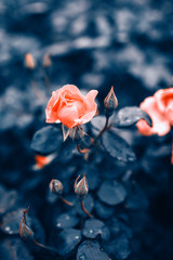 Fantastic background of pink rose with dark blue leaves with raindrops growing in garden with shallow Depth of Field