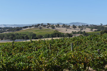Fototapeta na wymiar Panoramic View at Barossa Valley, SA, South Australia, Australia