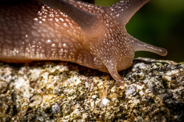 snail on stone