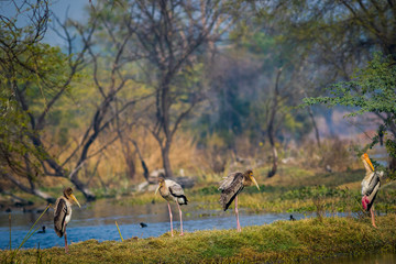 A nature painting and beautiful wall decor scenery which is pleasing to eyes created by painted storks or Mycteria leucocephala in early morning hours at keoladeo national park, bharatpur, india	