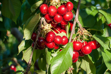 Big red cherries with leaves and stalks. Good harvest of juicy ripe cherries. Cluster of ripe...