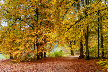 Colorful autumn forest