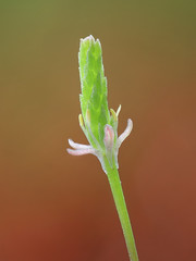 Myosurus minimus is a species of flowering plant in the buttercup family known by the common name tiny mousetail[