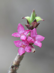 Daphne mezereum, commonly known as mezereum, mezereon, February daphne, spurge laurel or spurge...