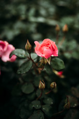 Photo of closeup pink rose with water drops and dark green leaves growing in garden with shallow Depth of Field.