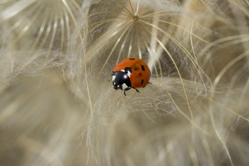 Ladybug and dandelion. Macro shot, selective focus with copy space.  tenderness and care concept