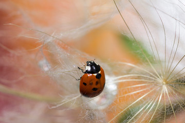 Ladybug and dandelion. Macro shot, selective focus with copy space.  tenderness and care concept