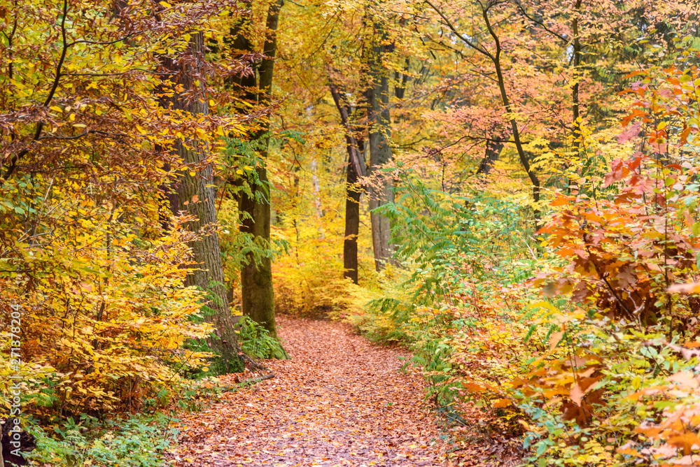 Sticker Colorful autumn forest